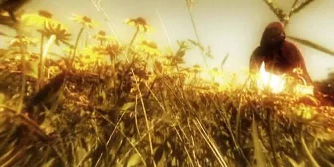 The Blood of Red Riding Hood